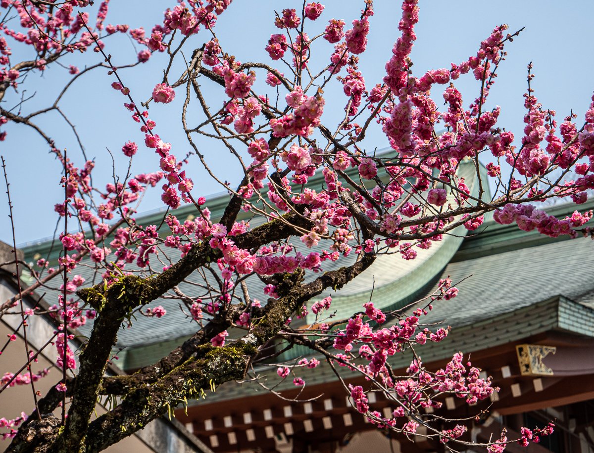 ⛩️ 거울 신사(카가미진자) 이미지 4